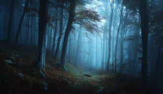 Gruseligster Wald der Welt im Nebel, Hoia-Baciu