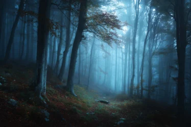 Gruseligster Wald der Welt im Nebel, Hoia-Baciu